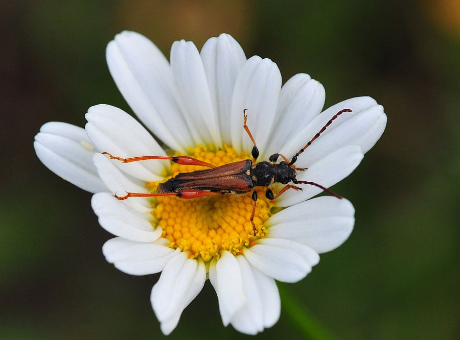 La vita in un fiore - seconda parte